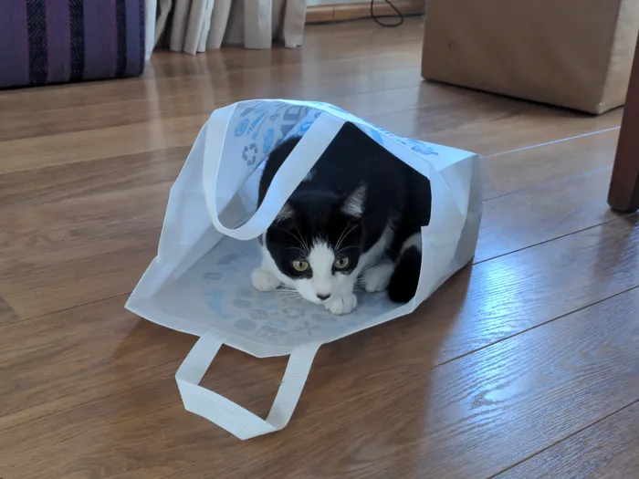 A black and white cat inside a a white bag